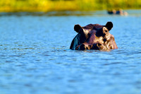 Botswana (Okavango Delta)