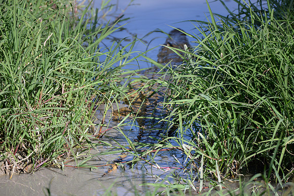 DSC_7457