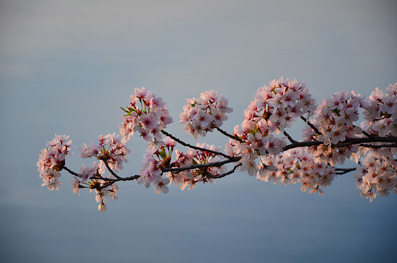 Cherry Blossoms, Washington, DC