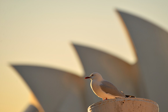 Sydney Opera House, Sydney, Australia
