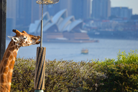 Taronga Zoo, Sydney, Australia