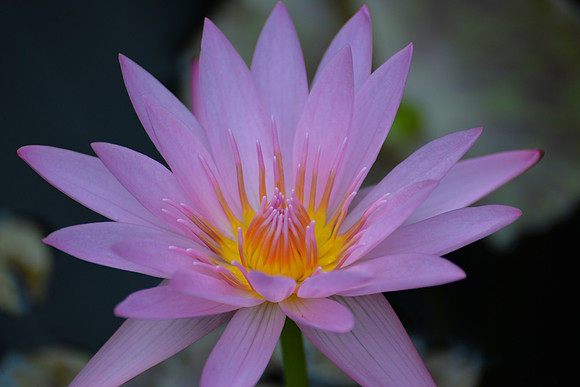 Royal Botanic Gardens, Sydney, Australia