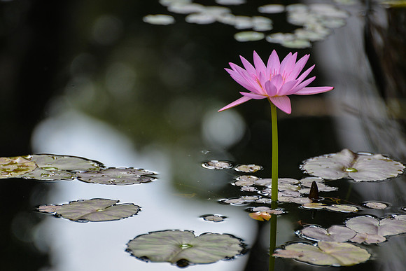 Royal Botanic Gardens, Sydney, Australia