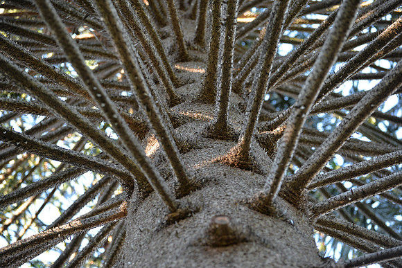 Royal Botanic Gardens, Sydney, Australia