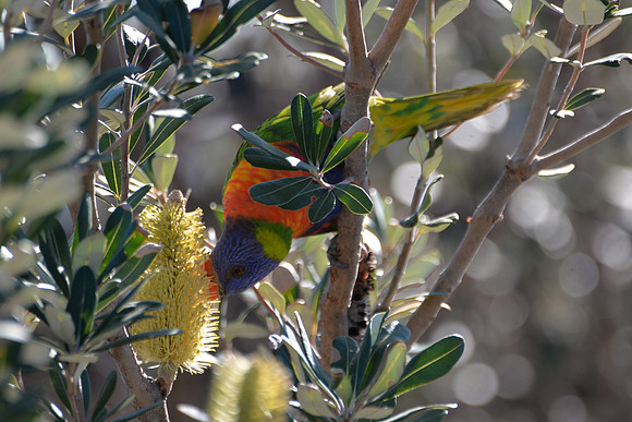 Royal Botanic Gardens, Sydney, Australia