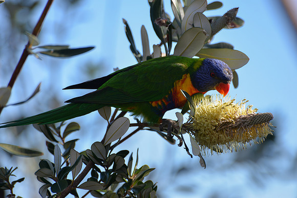 Royal Botanic Gardens, Sydney, Australia