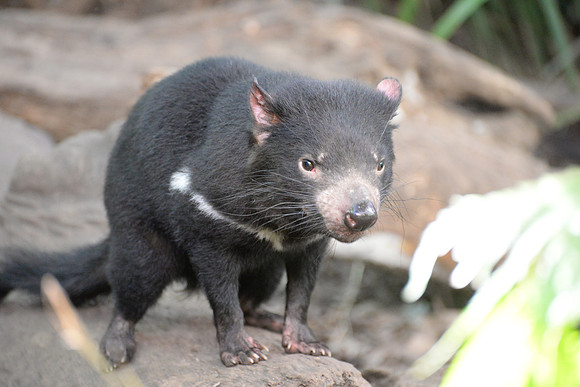 Taronga Zoo, Sydney, Australia