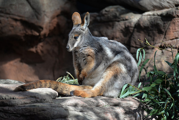 Taronga Zoo, Sydney, Australia