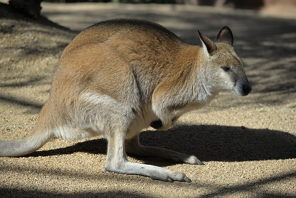 Taronga Zoo, Sydney, Australia