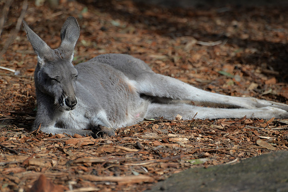 Taronga Zoo, Sydney, Australia