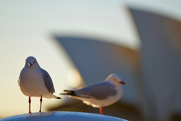 Sydney Opera House, Sydney, Australia