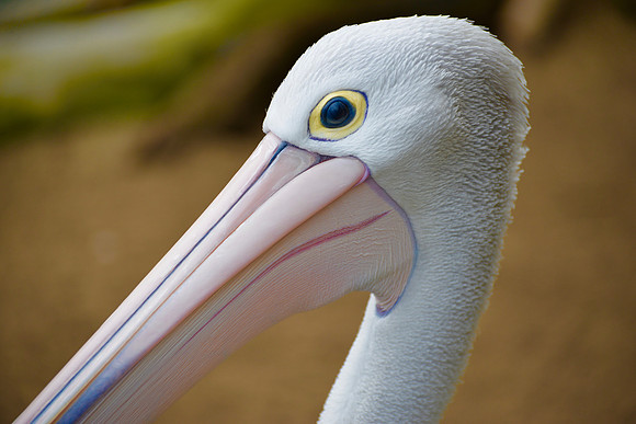 Taronga Zoo, Sydney, Australia