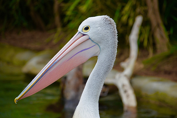 Taronga Zoo, Sydney, Australia