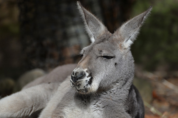 Taronga Zoo, Sydney, Australia