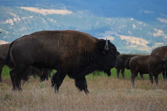 Grand Teton National Park, Wyoming
