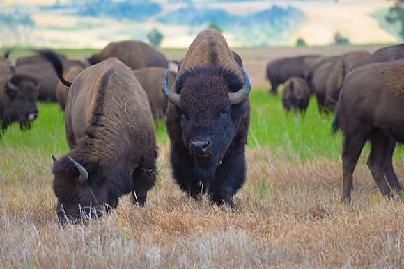 Jackson Hole, Wyoming