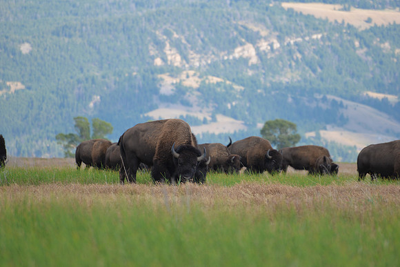 Grand Teton National Park, Wyoming
