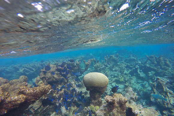 Buck Island, St. Croix, US Virgin Islands