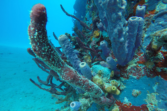 Buck Island, St. Croix, US Virgin Islands