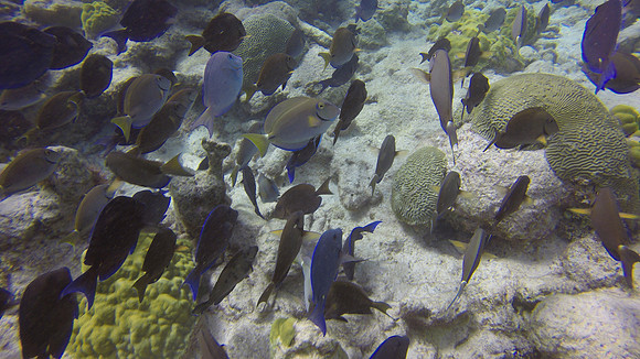 Buck Island, St. Croix, US Virgin Islands