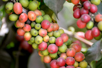 Filadelfia Coffee Resort, La Antigua, Guatemala