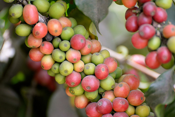 Filadelfia Coffee Resort, La Antigua, Guatemala