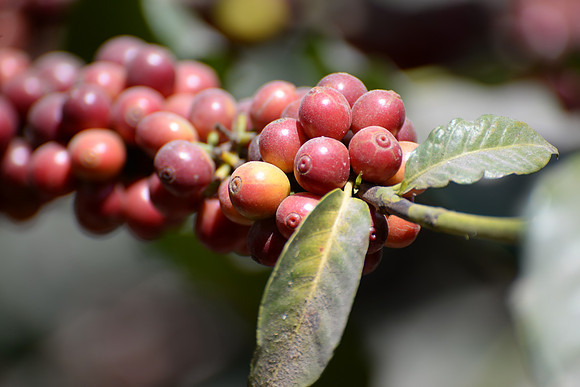 Filadelfia Coffee Resort, La Antigua, Guatemala