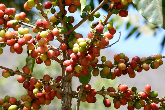 Filadelfia Coffee Resort, La Antigua, Guatemala