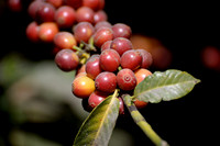 Filadelfia Coffee Resort, La Antigua, Guatemala