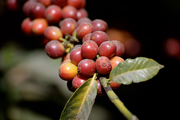 Filadelfia Coffee Resort, La Antigua, Guatemala