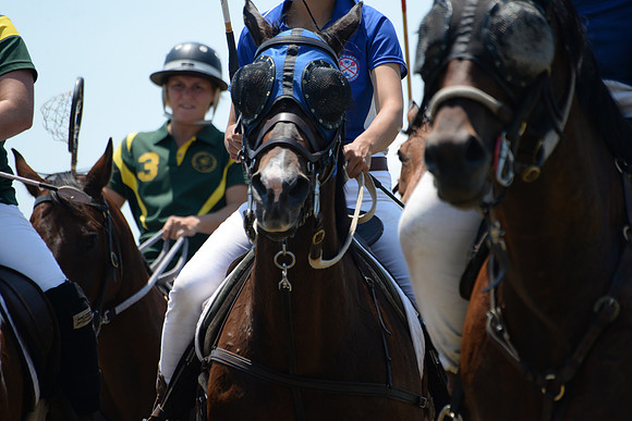 Polo Cross, Maryland