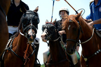 Polo Cross, Maryland