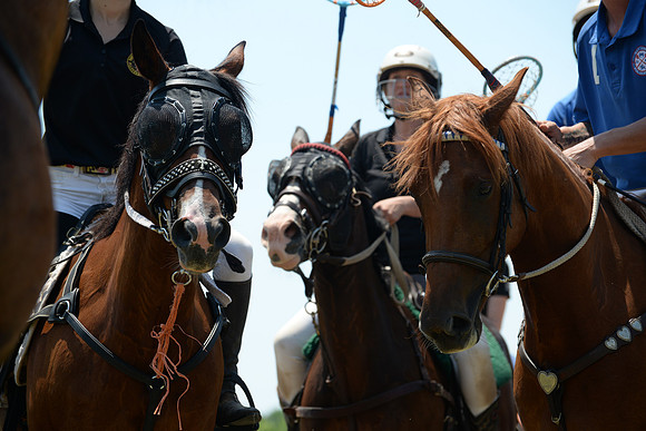 Polo Cross, Maryland