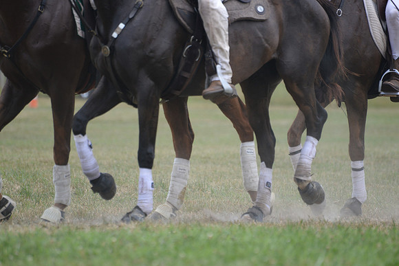 Polo Cross, Maryland