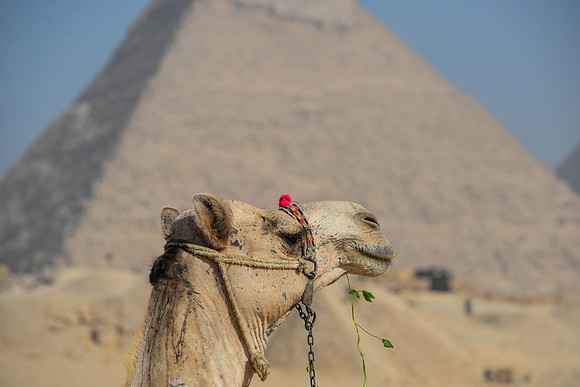 Pyramids of Giza, Cairo, Egypt