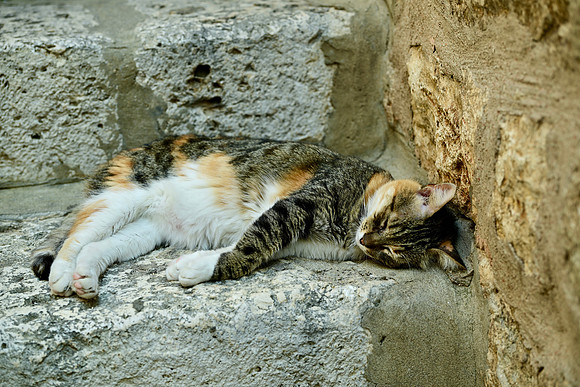 DSC_2534