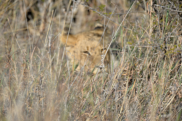 DSC_8596